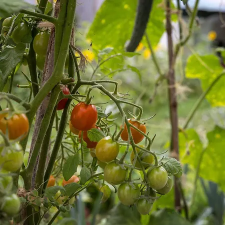 Quintal Organico 奥比多斯